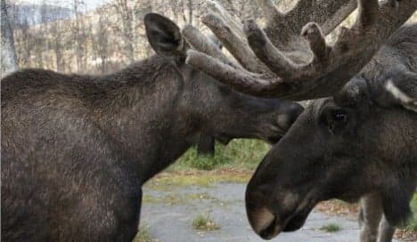 Norway hunter admits to shooting elk in zoo