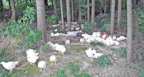 Thurgau police round up 140 abandoned hens