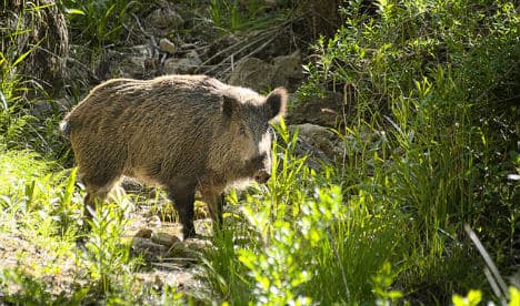 Hunter bleeds to death after being gored by injured wild boar in Spain