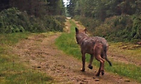 'Wolf selfie' thrills Danish nature lovers