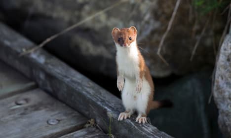 Swedish politician attacked by ‘cute’ weasel