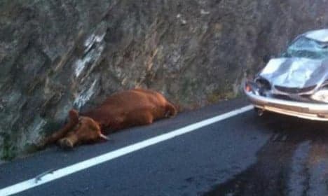 French driver survives cow's crash landing