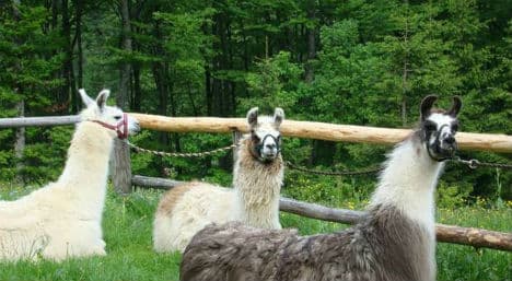 Mysterious deaths of 12 llamas in Carinthia