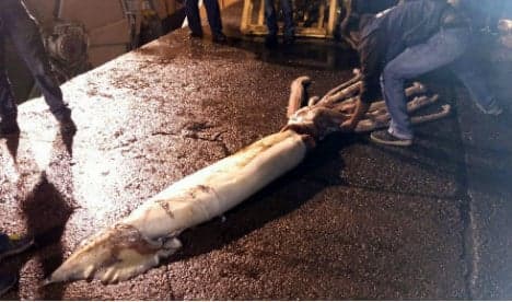 Anyone for calamari? Fishermen net giant squid off northern Spain