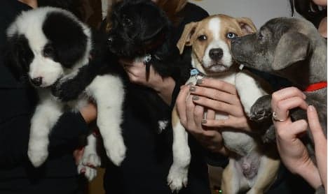 ‘No kill policy' for Madrid animal shelters under new pet welfare law