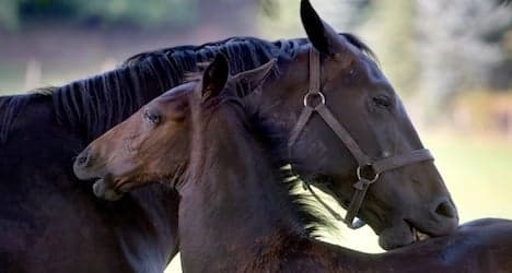Zoophile abuse of horses decried by legal group