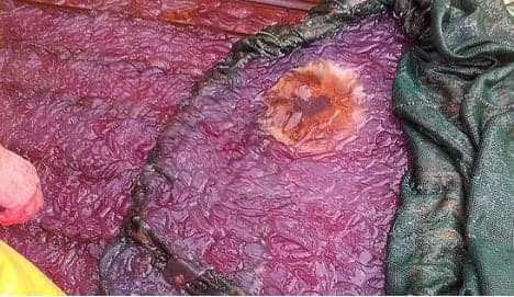 Mystery purple slime coats Norway fjord