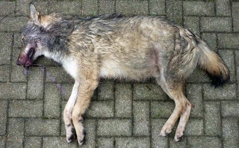 Second wolf found dead in southern Germany