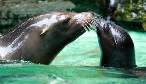 Zoo calls police after brutal sea lion murder