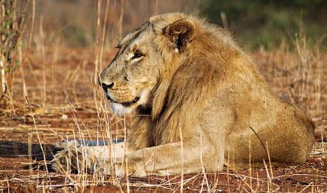 Italian vet sacked from kennel job over lion hunt