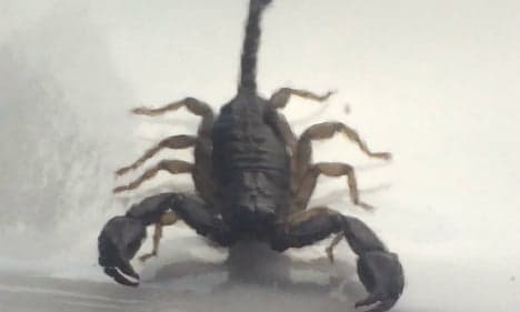 Woman sleeps with scorpion for 3 months