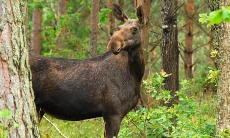Elk return to Denmark after 5,000 years