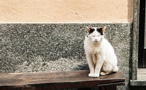 Bologna's cats inherit plush apartment
