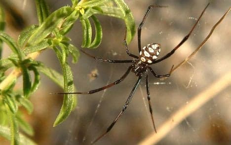 Black widow spiders haunt Sardinia