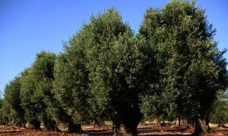 Italy defies EU order to fell diseased olive trees