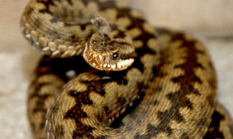 Tests for teen suspect in snake 'gay hate crime'