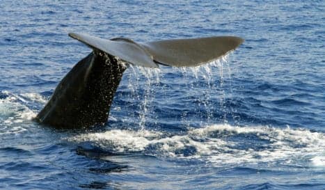 Spain plans super  'whale highway' to help safe migration through Med