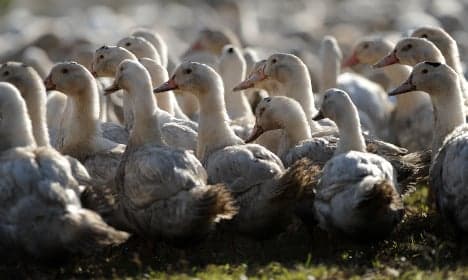 Why France could run out of foie gras next Christmas