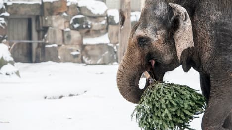 Berlin zoo elephants snack on Christmas trees