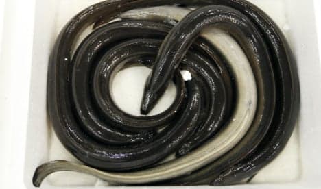 Passengers caught smuggling live eels on to Madrid plane