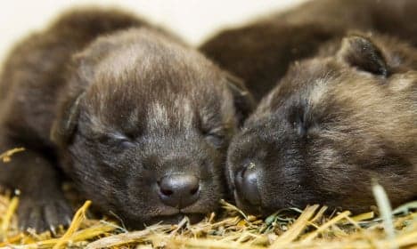 Are these Swedish puppies the cutest zoo animals ever?