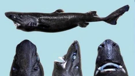 Weird new glow-in-the-dark ninja shark discovered