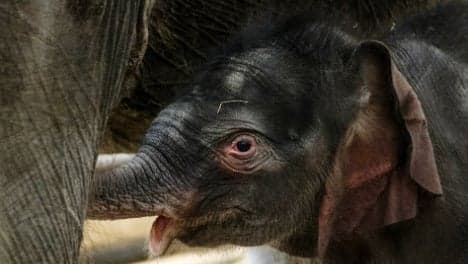 Berlin zoo elephant baby is actually a boy