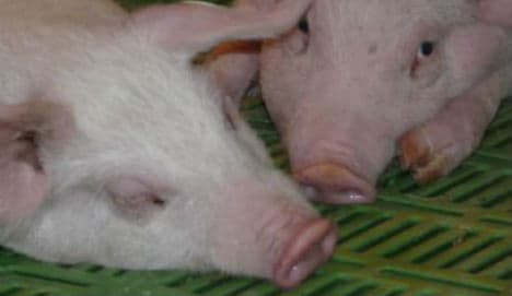 Spain's pig farmers thrive despite Russian embargo