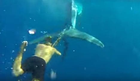 Free Willy: Spanish swimmer saves whale caught in illegal fishing net