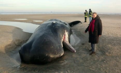 Two sperm whales wash up on German coast