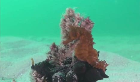Watch: This rare seahorse has just been discovered in Spain