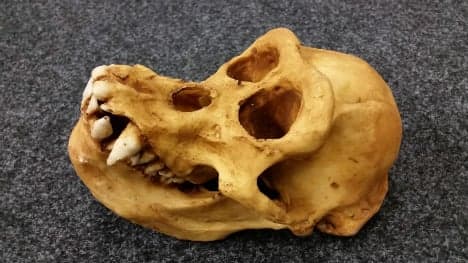 Customs seize 'stinking' ape skull from traveller's luggage