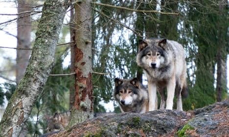 Watch a wild wolf caught on camera in southern Sweden