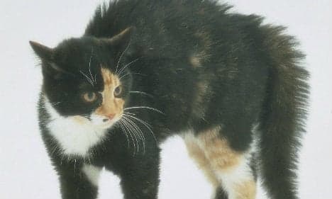 Norway officers who killed cat cleared of wrongdoing