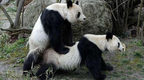 Pandas get caught in the act in Vienna