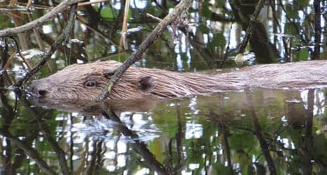 Government rejects plea for beaver damage compensation