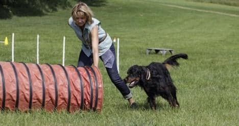 Courses for dog owners may be scrapped
