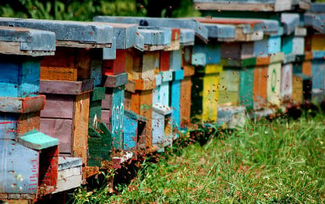 Italian beekeeper offers reward for 1.2m stolen bees