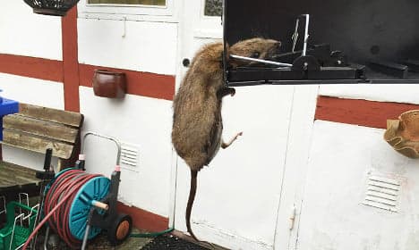 Huge rat 'most disgusting thing I’ve come across'