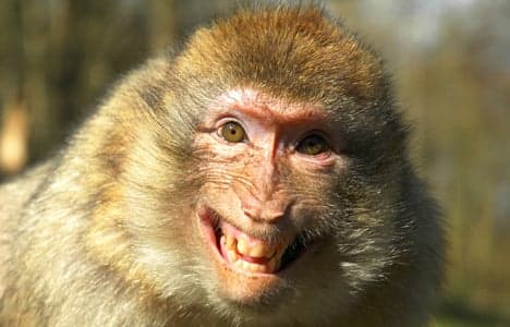 Monkeys on the loose in Denmark – again