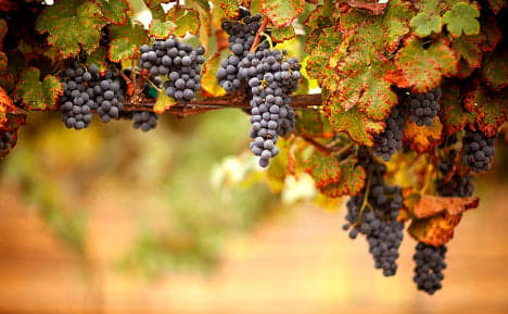 Italians fear wine drought after Germans eat all the grapes