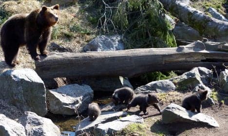 The Swedish bear quadruplets that will make you go 'awww'