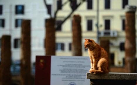 Are 500,000 cats the solution to Rome’s rat crisis?