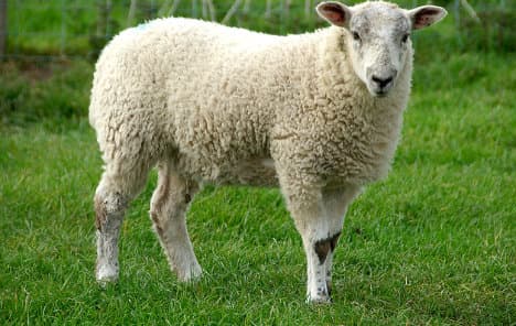 Italian shepherd who offers 'lawnmower sheep' fined €12k