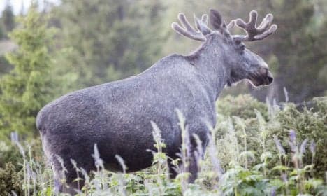 Norwegians to play elk hunting 'lottery'