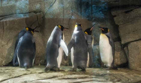 Gay penguins left in peace after breeding plans stall