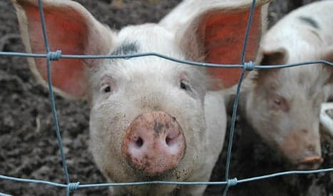 Spanish town fined for staging bizarre 'slippery swine' race