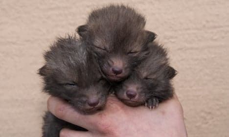 Triple cuteness! Swedish zoo keeper adopts these fox cubs