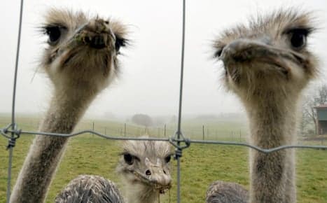Ostrich hit by car after activists 'free' it from circus