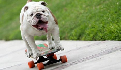 Berlin politician crusades for health of skateboarding dog